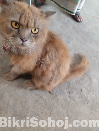 Persian Cat